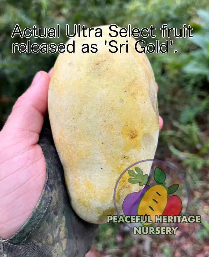 Ultra Select Pawpaw Trees Pollination Bundle 2 Yr | Peaceful Heritage Nursery ORGANIC