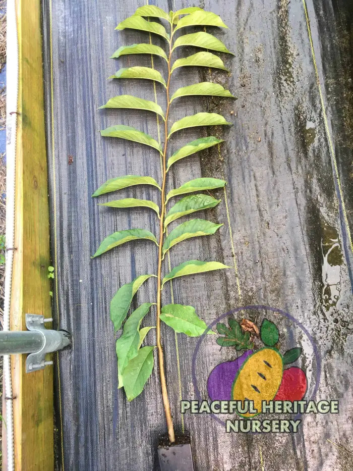 Ultra-Select Pawpaw Trees POLLINATION BUNDLE - 2 YR - NATURALLY GROWN 2 -Tree BUNDLE SUPREME GRADE 2-3 FT + ORGANIC