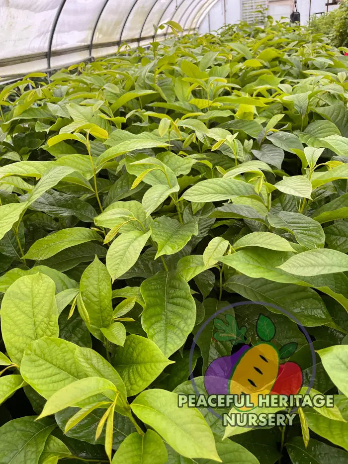 Ultra Select Pawpaw Trees Pollination Bundle 2 Yr | Peaceful Heritage Nursery ORGANIC