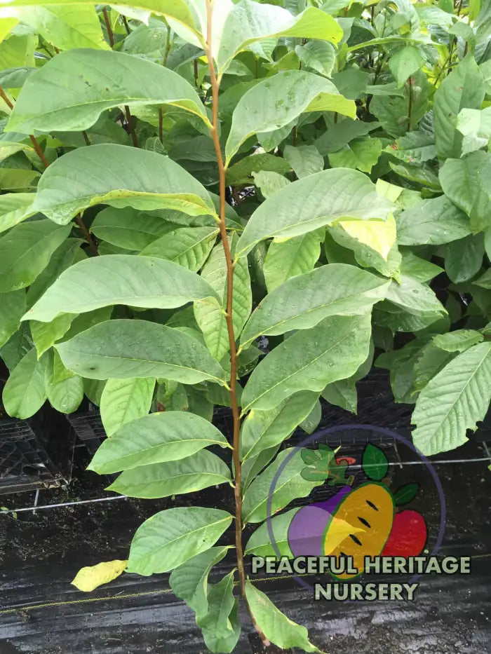 Ultra-Select Pawpaw Trees POLLINATION BUNDLE - 2 YR - NATURALLY GROWN 2 -Tree BUNDLE SUPREME GRADE 2-3 FT + ORGANIC