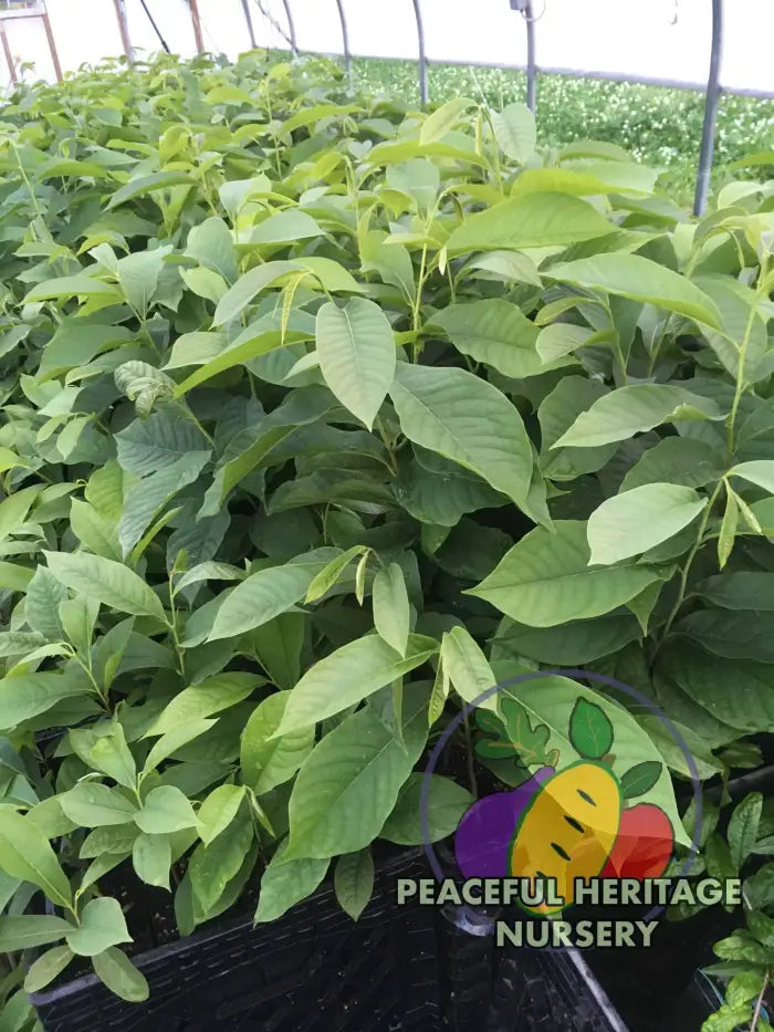 Ultra-Select Pawpaw Trees POLLINATION BUNDLE - 2 YR - NATURALLY GROWN 2 -Tree BUNDLE SUPREME GRADE 2-3 FT + ORGANIC