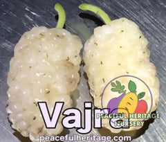 Vajra Mulberry Tree | Naturally Grown