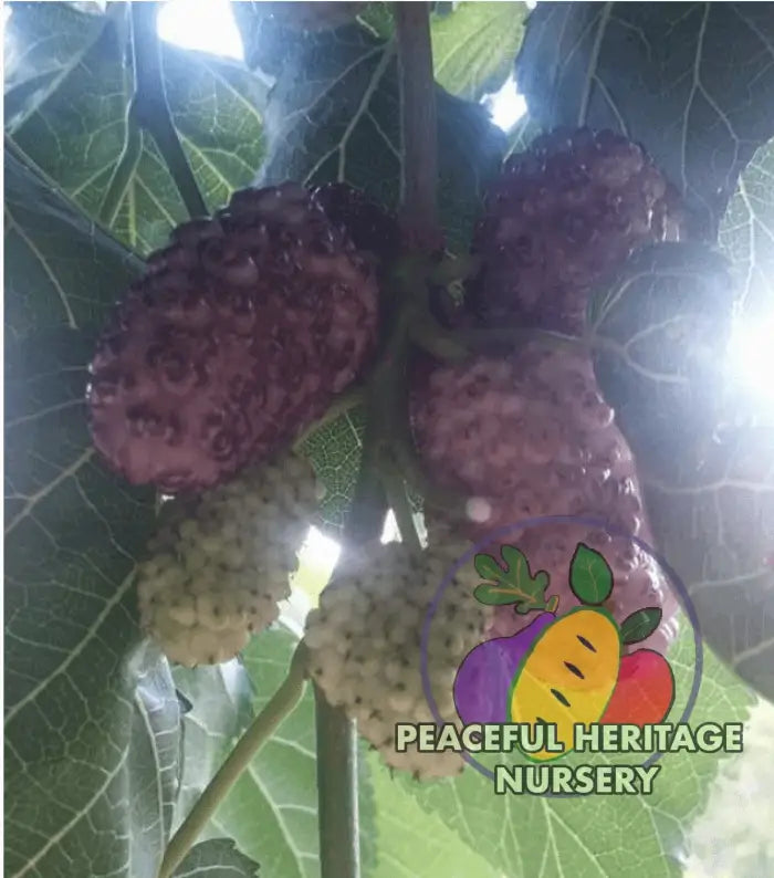 Vajra Mulberry Tree | Naturally Grown Mulberry Trees For Sale