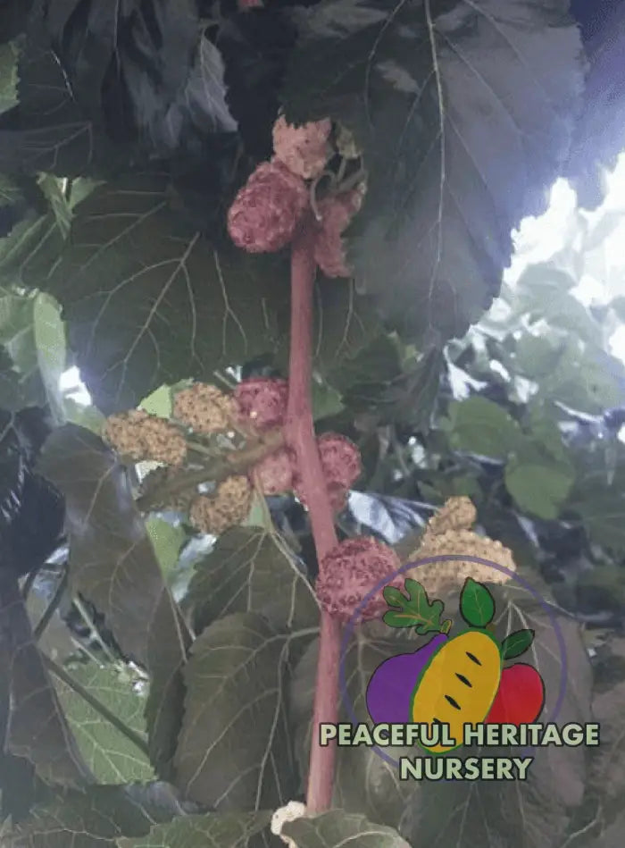 Vajra Mulberry Tree | Naturally Grown Mulberry Trees For Sale