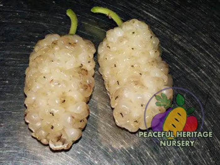 Vajra Mulberry Tree | Naturally Grown Mulberry Trees For Sale