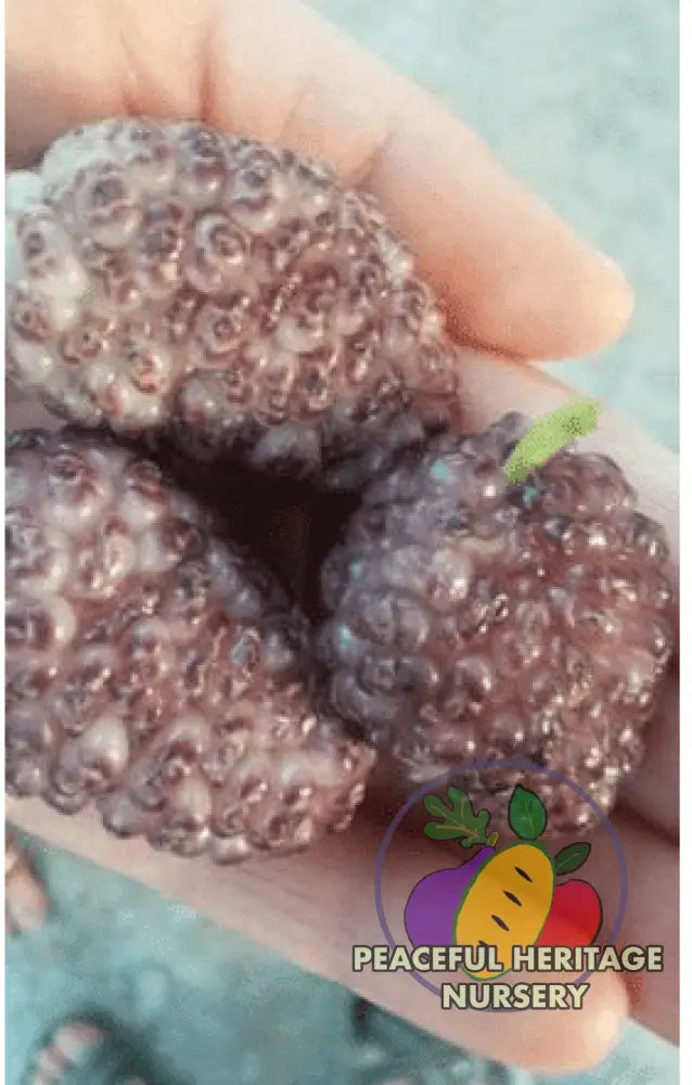 Vajra Mulberry Tree | Naturally Grown Mulberry Trees For Sale