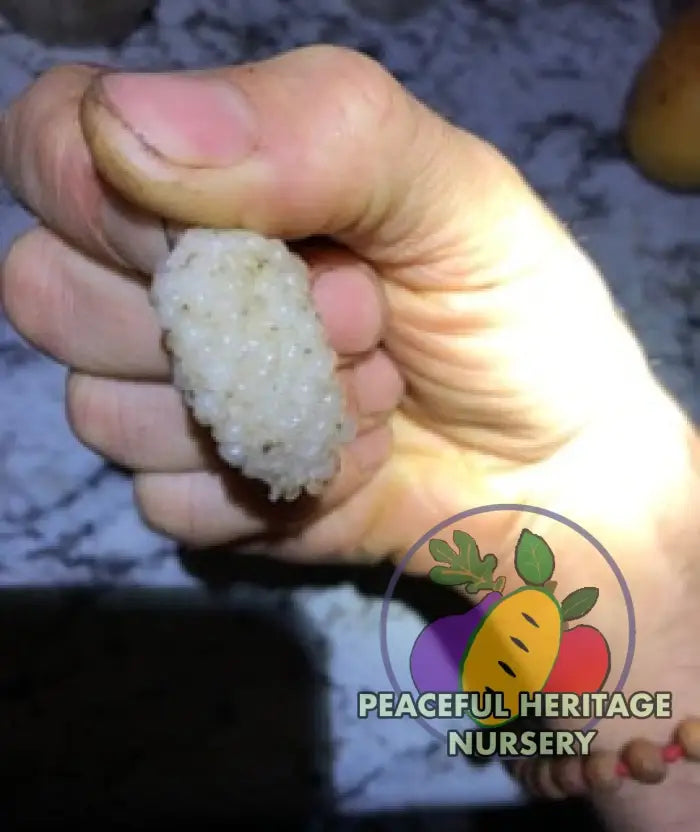 Vajra Mulberry Tree | Naturally Grown Mulberry Trees For Sale