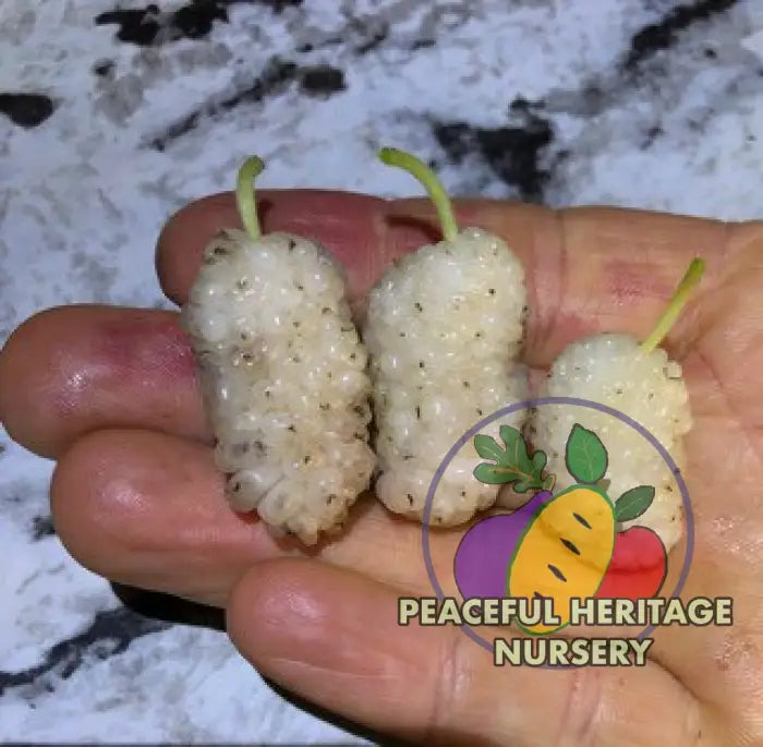 Vajra Mulberry Tree | Naturally Grown Mulberry Trees For Sale