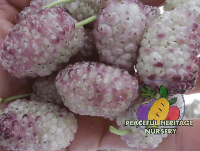 Vajra Mulberry Tree | Naturally Grown Mulberry Trees For Sale