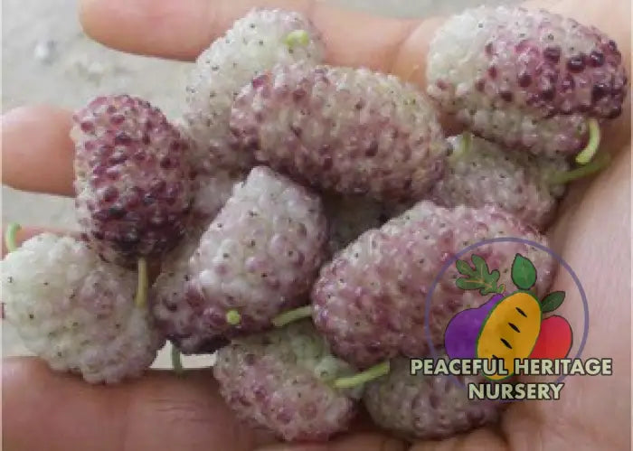 Vajra Mulberry Tree | Naturally Grown Mulberry Trees For Sale