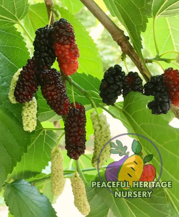 Varaha Mulberry - Naturally Grown MEDIUM 12-24’’ Mulberry Trees For Sale