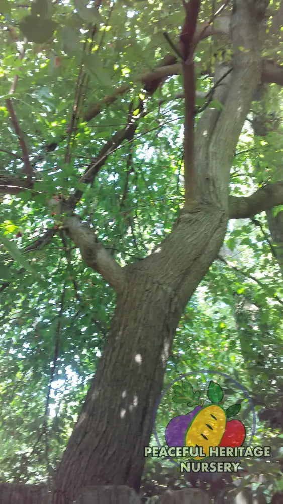 Varaha Mulberry - Naturally Grown Mulberry Trees For Sale