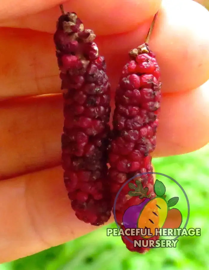 Varaha Mulberry - Naturally Grown Mulberry Trees For Sale
