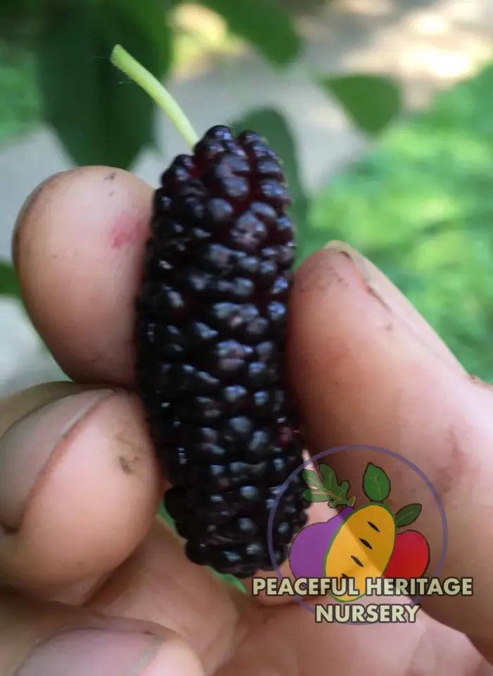 Varaha Mulberry - Naturally Grown Mulberry Trees For Sale