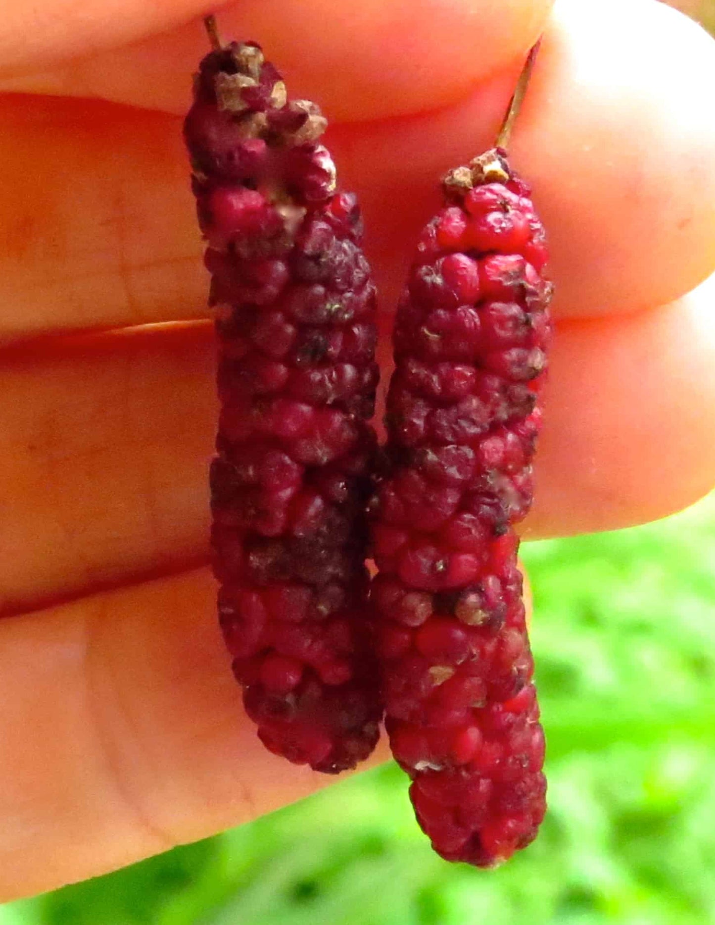 Varaha Mulberry - Naturally Grown