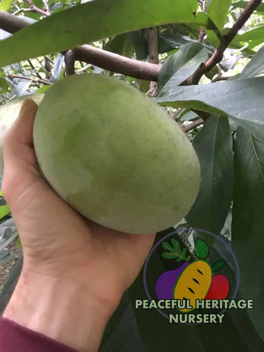 VE-21 Pawpaw Tree - NATURALLY GROWN MEDIUM 1-2’ Pawpaw Trees For Sale