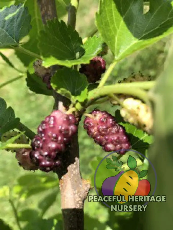 Violas Lavender Dwarf Mulberry Tree | Naturally Grown Medium 1-2’ Mulberry Trees For Sale