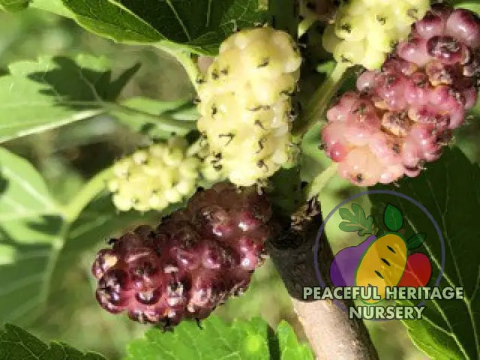 Violas Lavender Dwarf Mulberry Tree | Naturally Grown Mulberry Trees For Sale