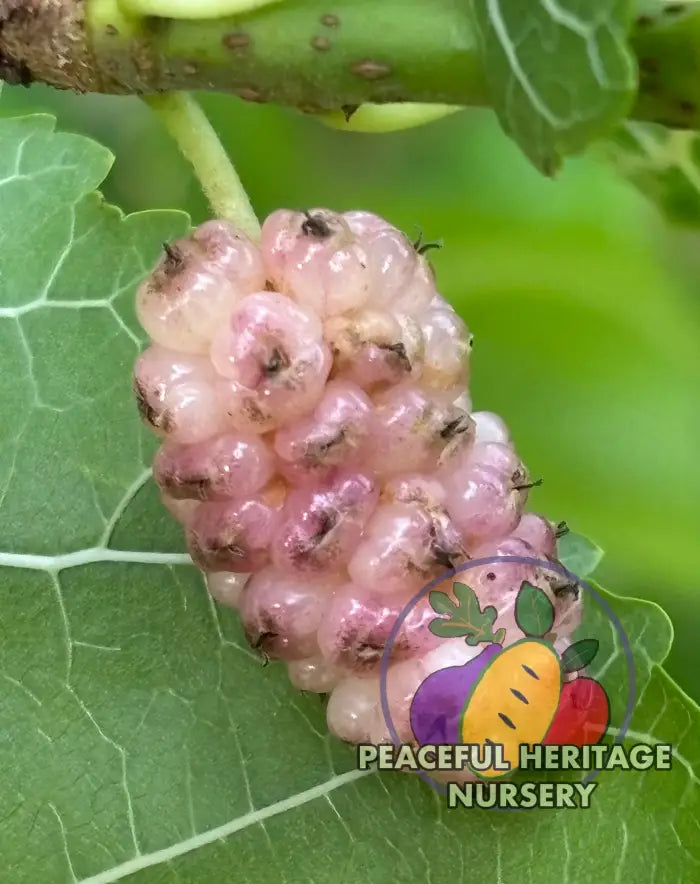 Violas Lavender Dwarf Mulberry Tree | Naturally Grown Mulberry Trees For Sale