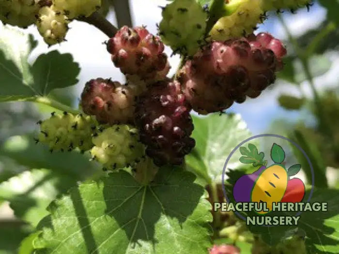 Violas Lavender Dwarf Mulberry Tree | Naturally Grown Mulberry Trees For Sale