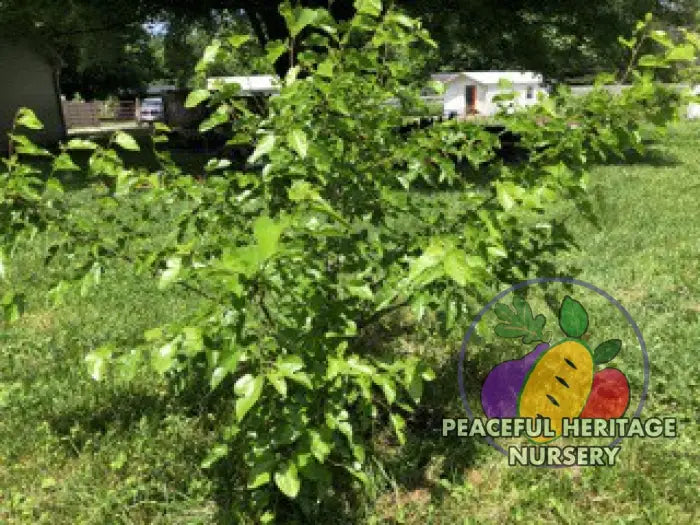 Violas Lavender Dwarf Mulberry Tree | Naturally Grown Mulberry Trees For Sale
