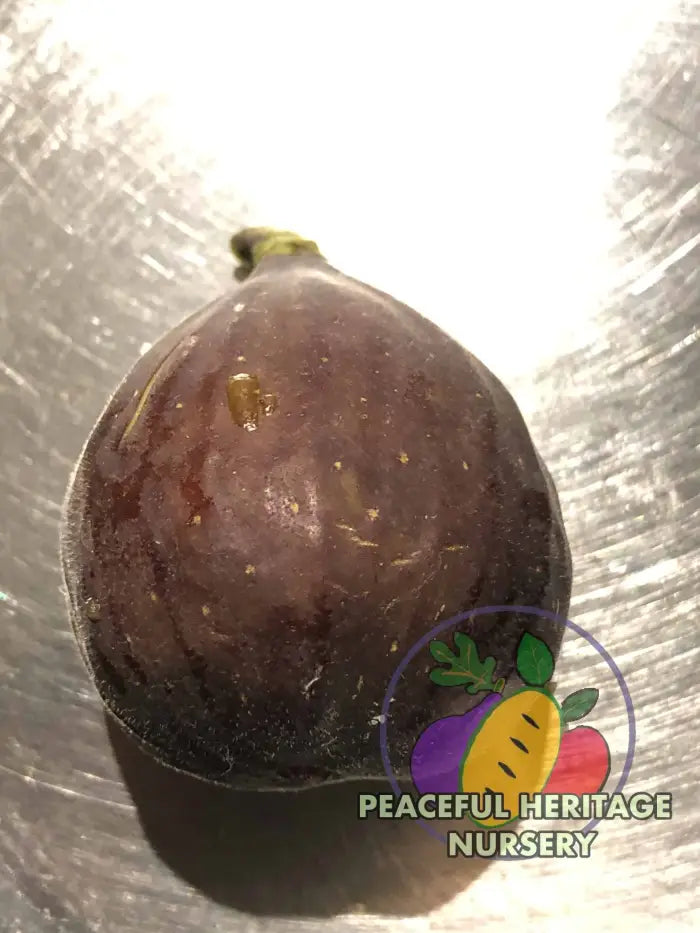 Violet Sepor Fig | Naturally Grown