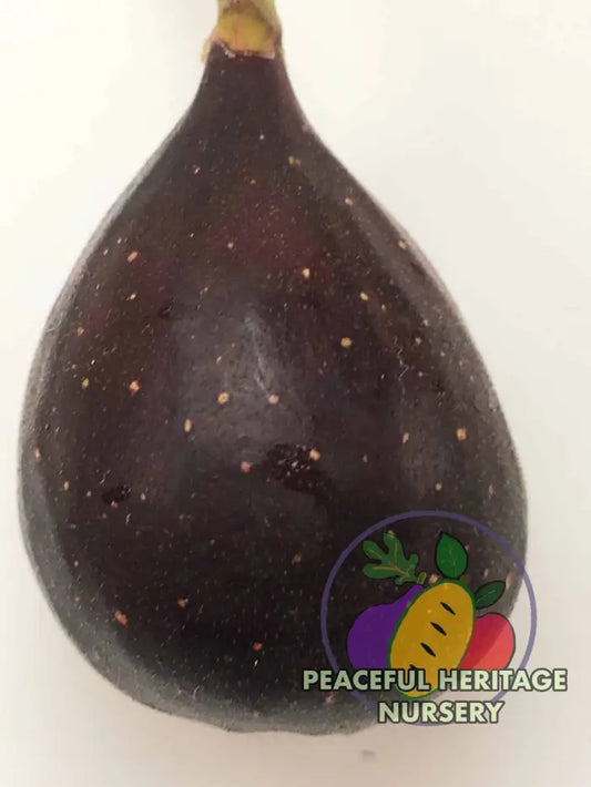 Violette de Bordeaux Fig - Naturally Grown MEDIUM 1-2’ ORGANIC