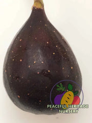 Violette de Bordeaux Fig - Naturally Grown