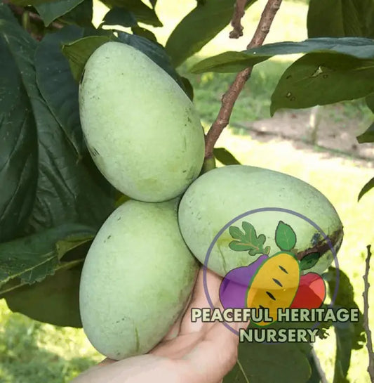 Wabash ® Pawpaw Tree - NATURALLY GROWN SUPREME GRADE 3’ + Pawpaw Trees For Sale