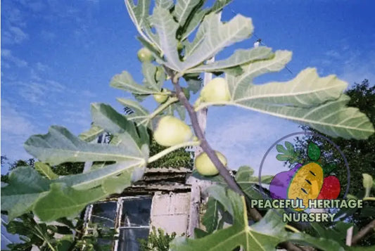 White Triana Fig - Naturally Grown MEDIUM 1-2’ ORGANIC