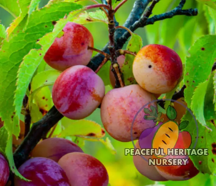 Wild Plum Prunus Americana | Peaceful Heritage Nursery Plum Trees For Sale