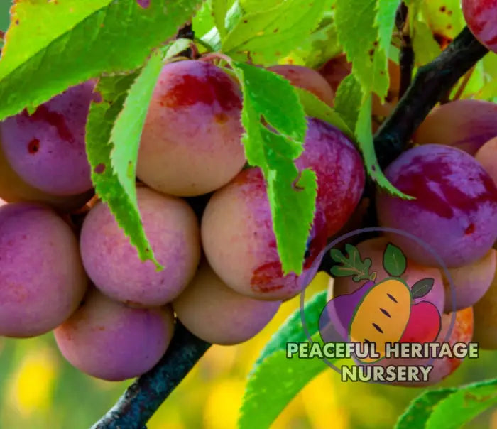 Wild Plum Prunus Americana | Peaceful Heritage Nursery Plum Trees For Sale