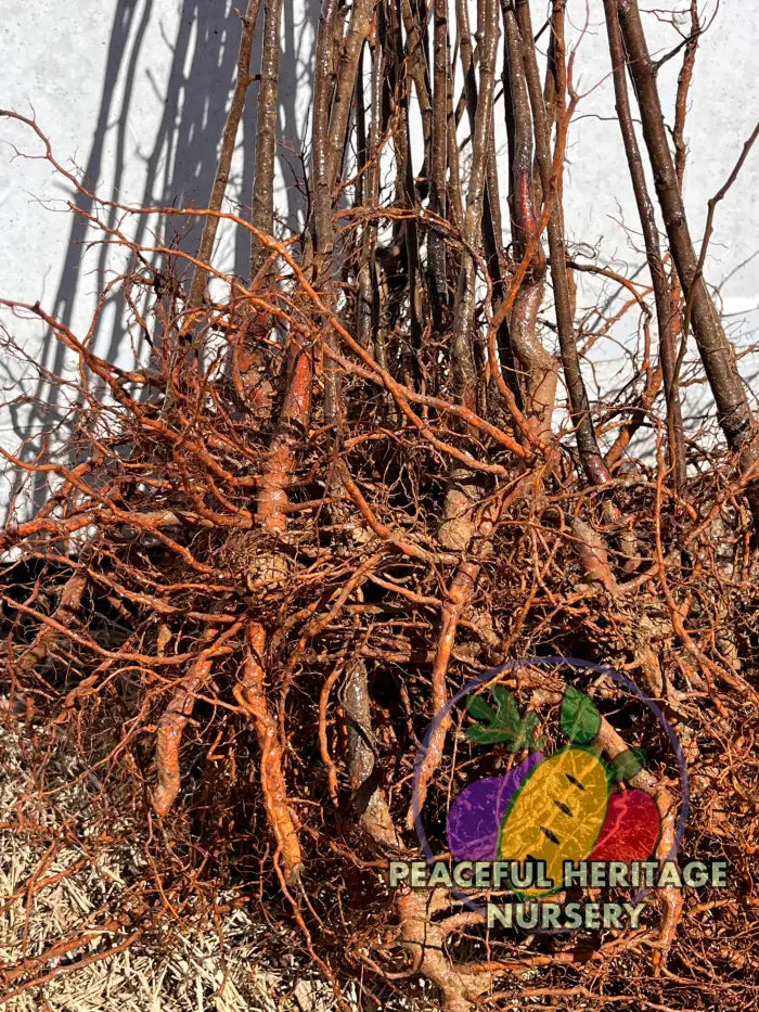 Wild Plum Prunus Americana | Peaceful Heritage Nursery Plum Trees For Sale