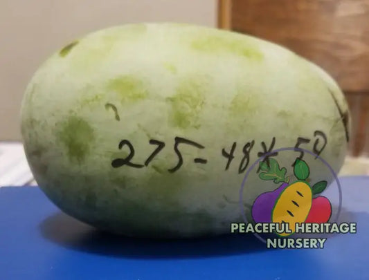 Windstar Pawpaw Tree - NATURALLY GROWN Medium 12-18’’ Native