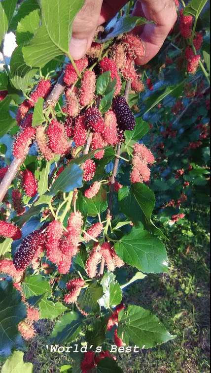 'World's Best' Mulberry Tree - Naturally Grown