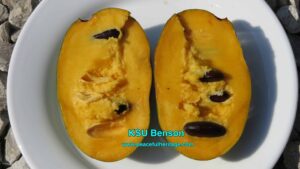 KSU Benson ™ Pawpaw Tree - NATURALLY GROWN