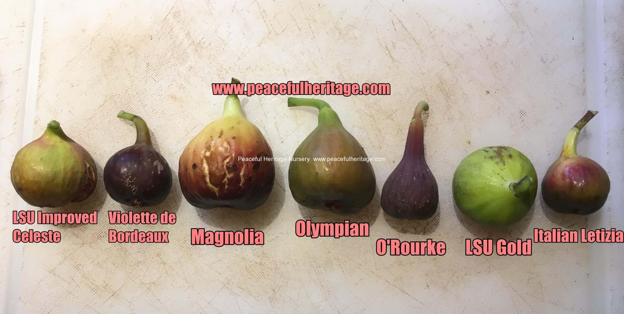 Violette de Bordeaux Fig - Naturally Grown