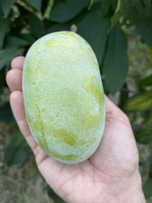 Nyomi's Delicious Pawpaw Tree - NATURALLY GROWN - Image 2