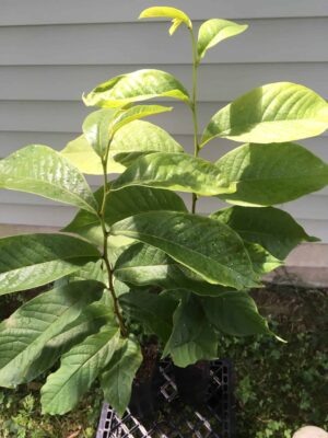 Ultra-Select Pawpaw Trees POLLINATION BUNDLE - 2 YR - NATURALLY GROWN - Image 4