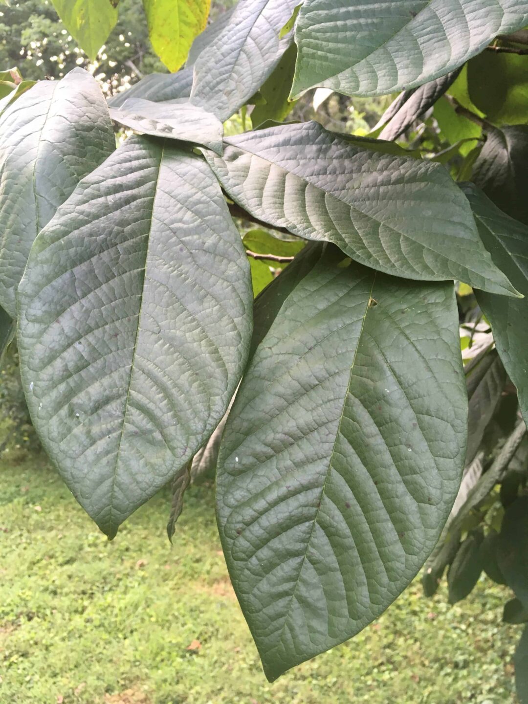 NC-1 Pawpaw Tree – CERTIFIED ORGANIC | Peaceful Heritage Nursery