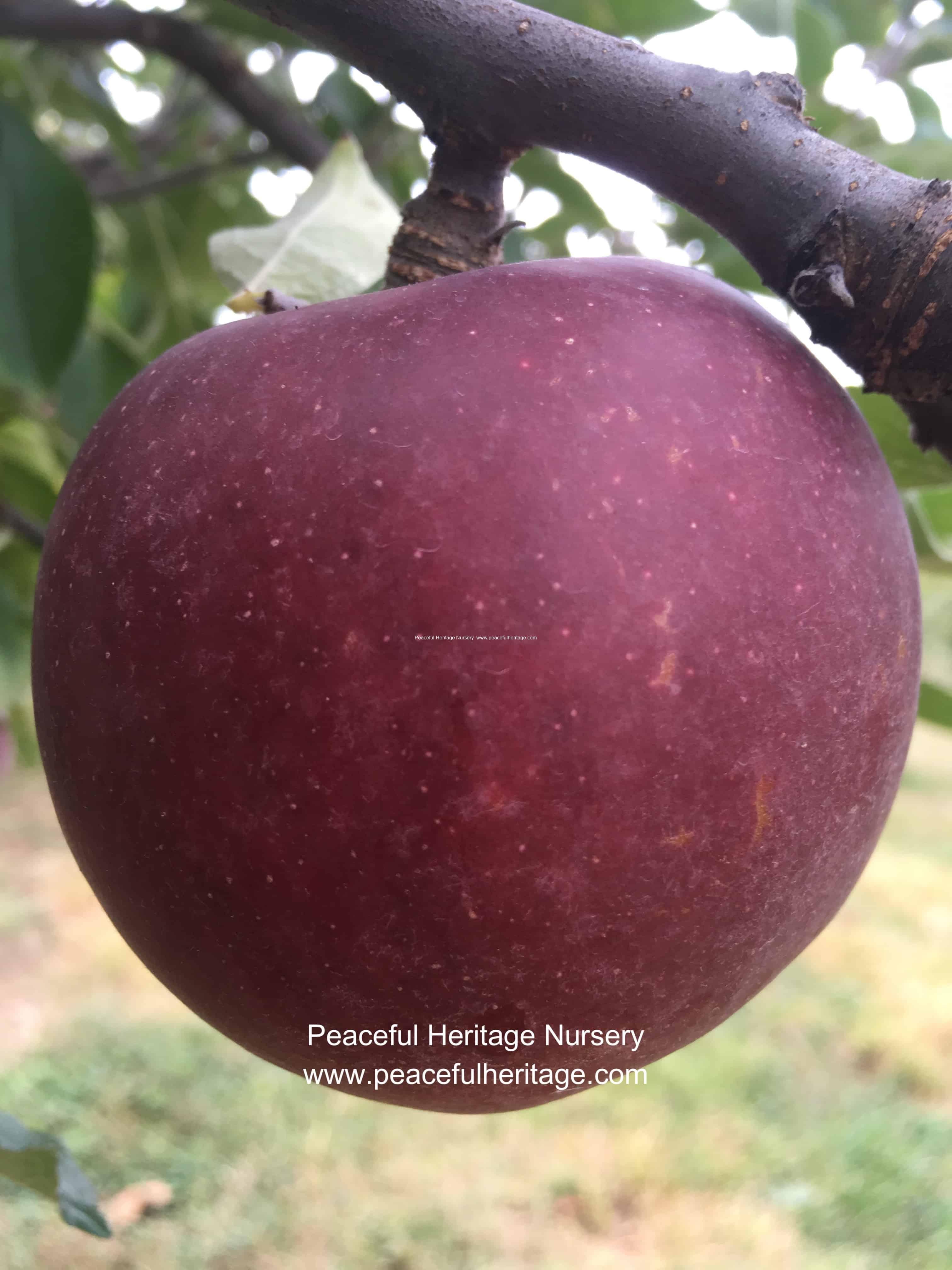 Honeycrisp Apple, Knowledgebase