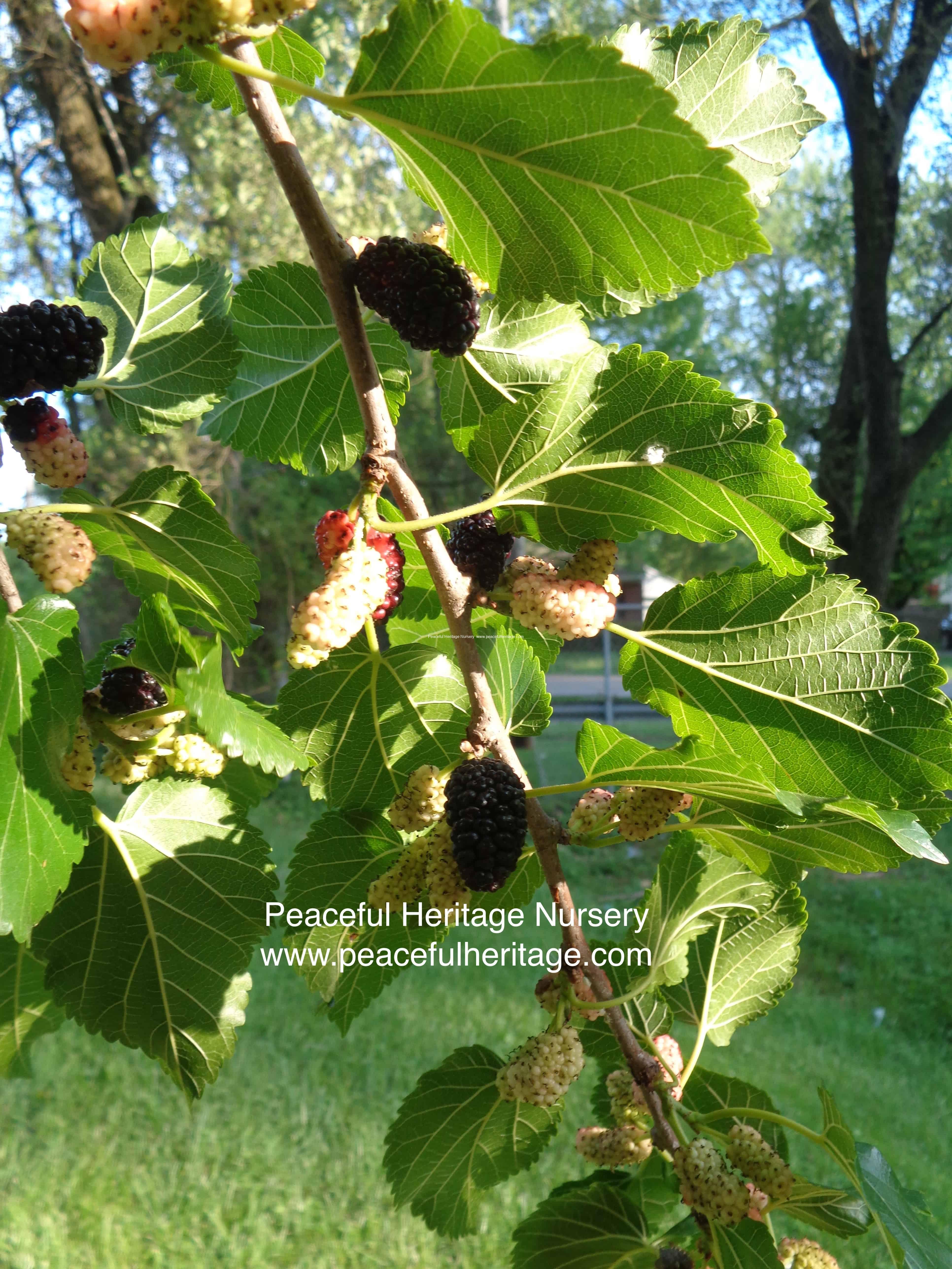 Illinois Everbearing Mulberry – Naturally Grown