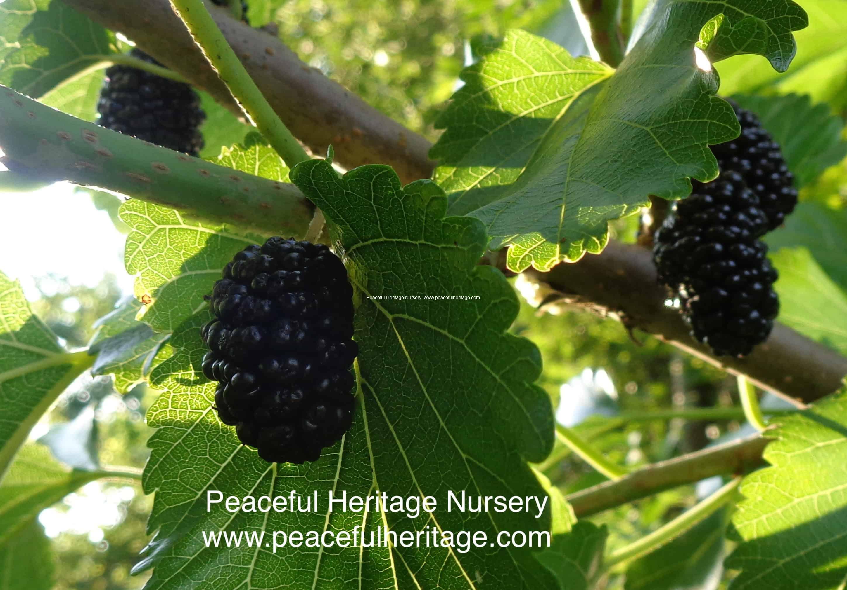 Mulberry Tree At Home