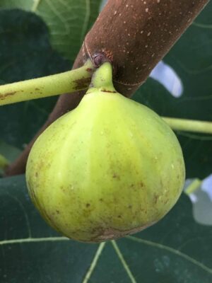 LSU Gold Fig - Naturally Grown