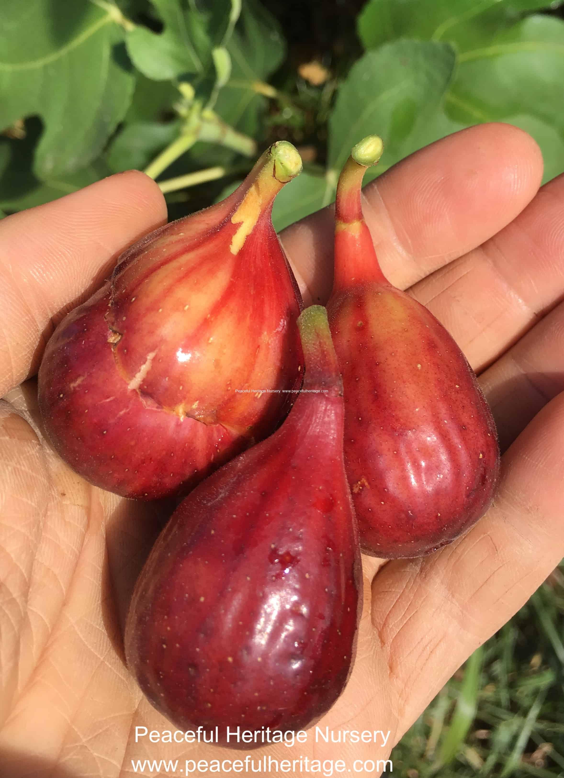 Fig – Naturally Grown | Peaceful Heritage Nursery