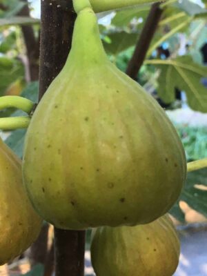 Olympian Hardy Fig - Naturally Grown