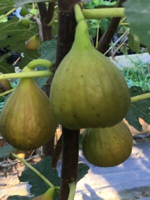 Olympian Hardy Fig - Naturally Grown - Image 6