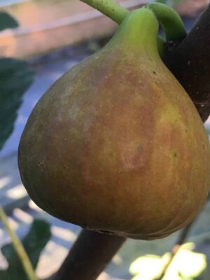 Olympian Hardy Fig - Naturally Grown - Image 7