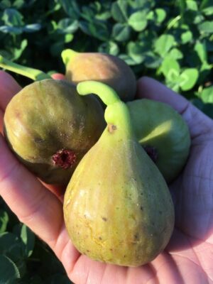 Olympian Hardy Fig - Naturally Grown - Image 2