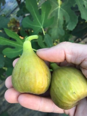 Olympian Hardy Fig - Naturally Grown - Image 8